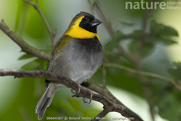 Stock photo of Cuban Grassquit (Tiaris canora), native to Cuba ...