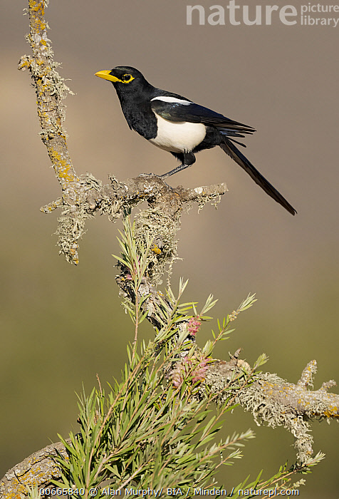Stock photo of Yellow-billed Magpie (Pica nuttalli), California ...