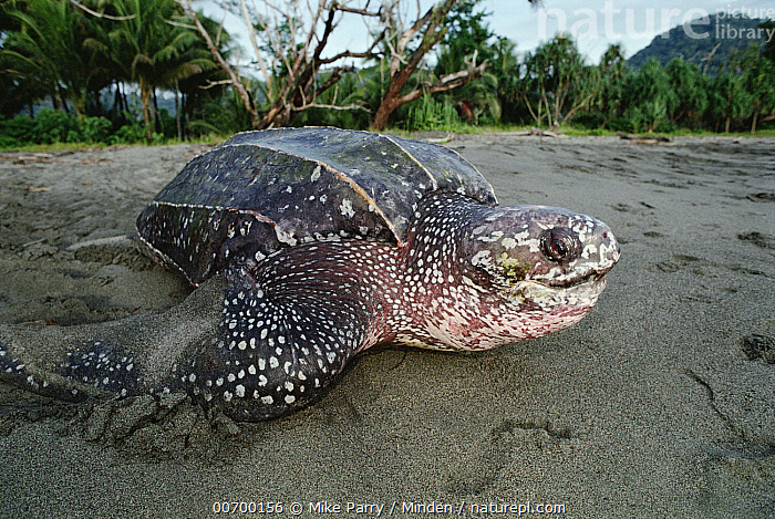 Endangered Leatherback Sea Turtle