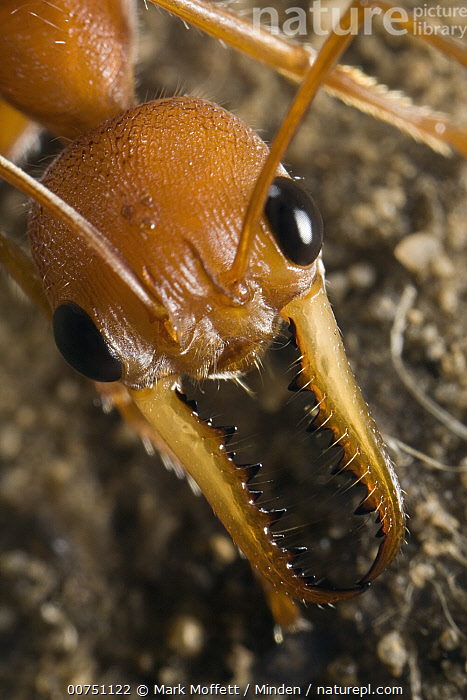 Stock photo of Bulldog Ant (Myrmecia gulosa), recently-emerged