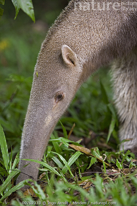 Antateg Insect Stock photo of Giant Anteater (Myrmecophaga tridactyla) foraging for ...