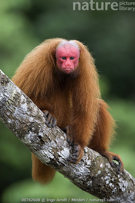 Stock photo of Red Uakari (Cacajao calvus) male, Amazon Ecosystem, Brazil. Available for sale on www.naturepl.com