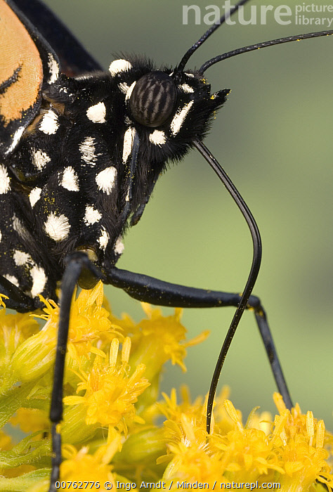 Stock photo of Monarch (Danaus plexippus) butterfly male feeding on ...