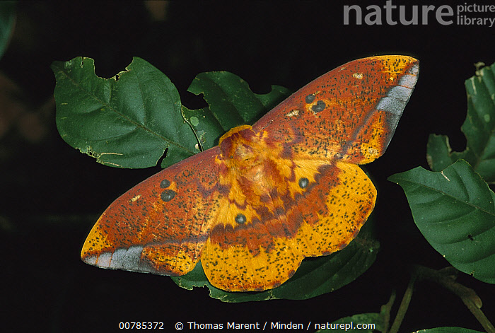 Stock photo of Saturniid Moth (Saturniidae), Braulio Carrillo National ...