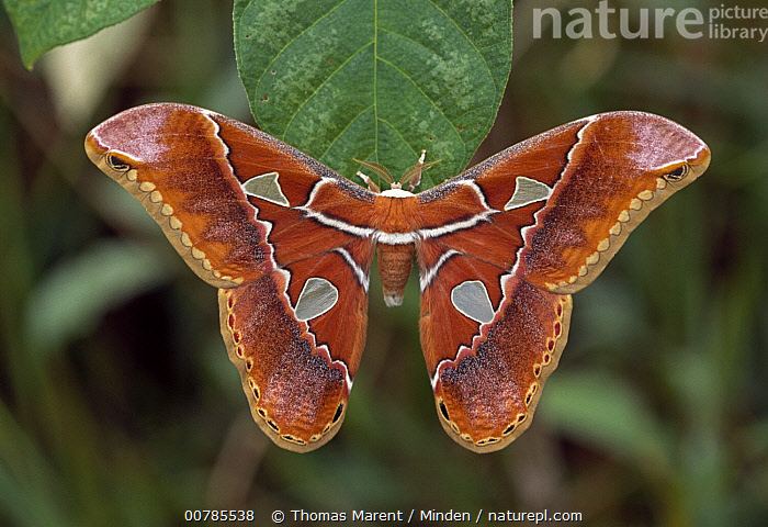 Stock photo of Saturniid Moth (Rothschildia hesperus), French Guiana ...