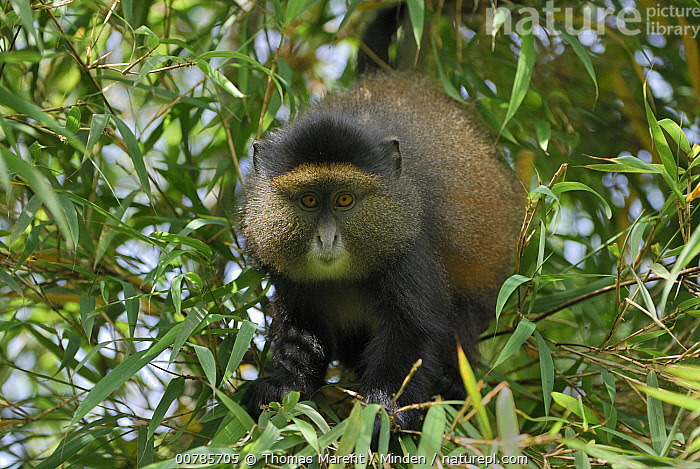 Cercopithecus Rabacus Stock photo of Blue Monkey (Cercopithecus mitis) in tree, Volcanoes ...