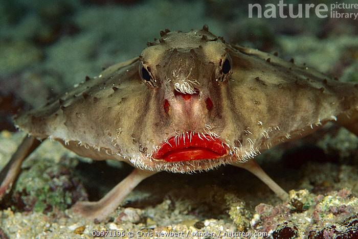 red lipped batfish
