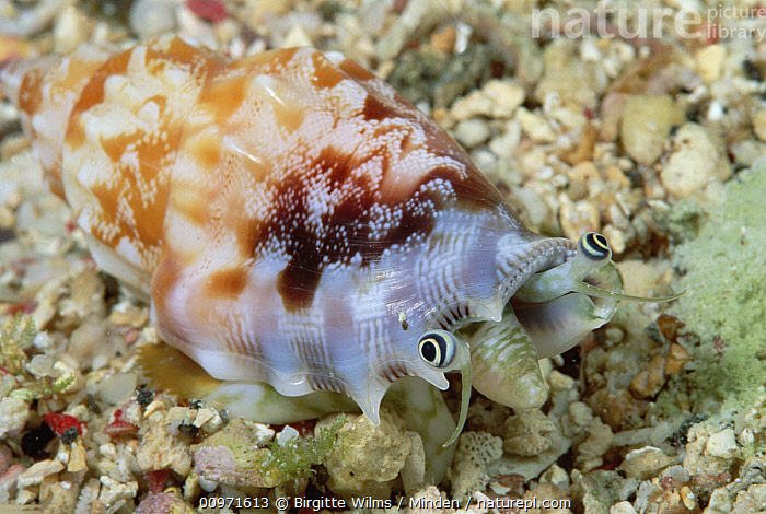 Stock photo of True Conch (Strombus sp) 40 feet deep, Solomon Islands ...