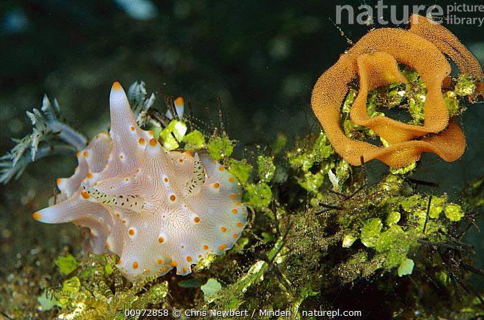 Stock photo of Nudibranch (Halgerda batangas) with egg ribbon, Papua ...