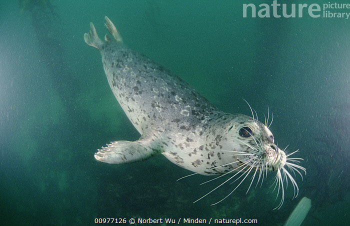 Harbor Seal Underwater One Of The Most Beautiful Harbor Seals I ve