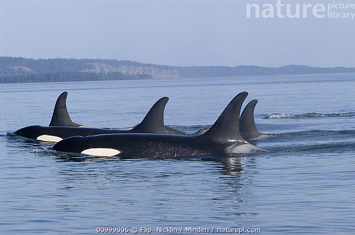 stock-photo-of-orca-orcinus-orca-pod-southeast-alaska-available-for