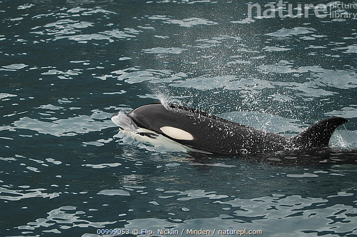 Stock photo of Orca (Orcinus orca) spouting, southeast Alaska ...