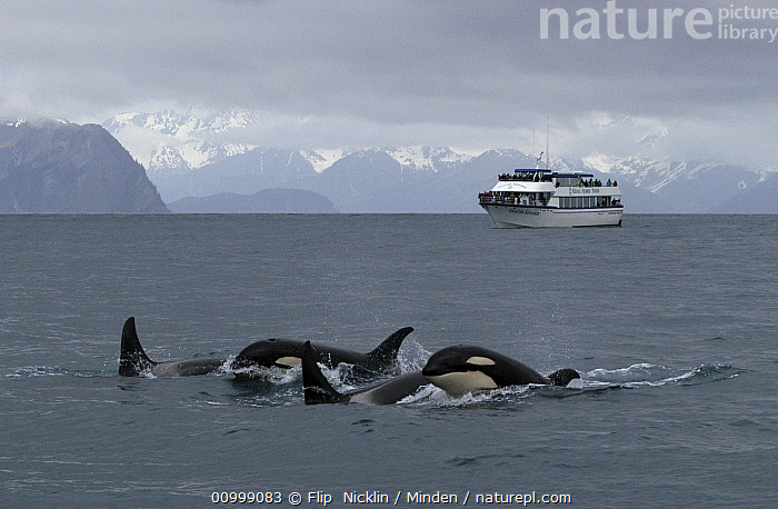stock-photo-of-orca-orcinus-orca-pod-in-front-of-an-ocean-liner
