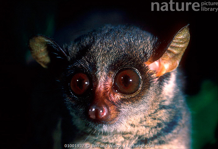 Stock photo of Slender loris head close-up (Loris tardigradus ...