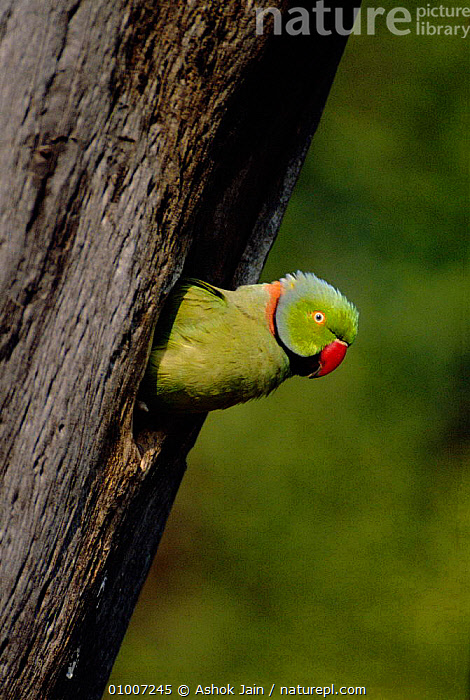 Rose Pinged Parakeet | Pet birds, Beautiful birds, Australian parrots