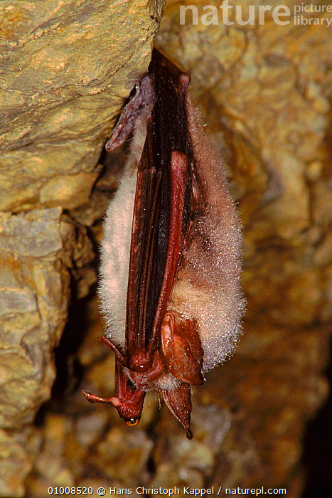 Mosher Bat Stock photo of Greater Mouse Eared Bat roosting, Germany (orientation ...