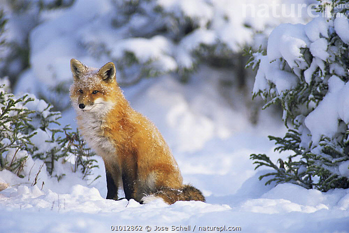 Stock photo of Red fox (Vulpes vulpes) in -20 Centigrade cold winter weather,  Canada. Available for sale on