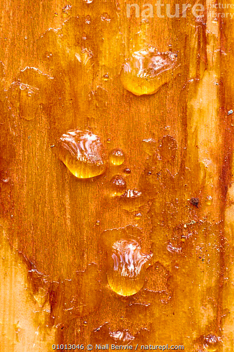 Stock photo of Scots Pine tree resin seeping from wound (Pinus ...
