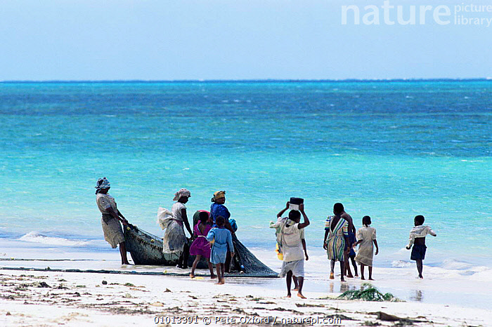 Stock photo of Women pulling in fishing nets off the east coast of Zanzibar  Island…. Available for sale on
