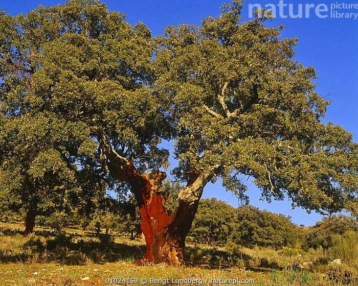 Stock photo of Cork oak tree {Quercus suber} Extremadura, Spain
