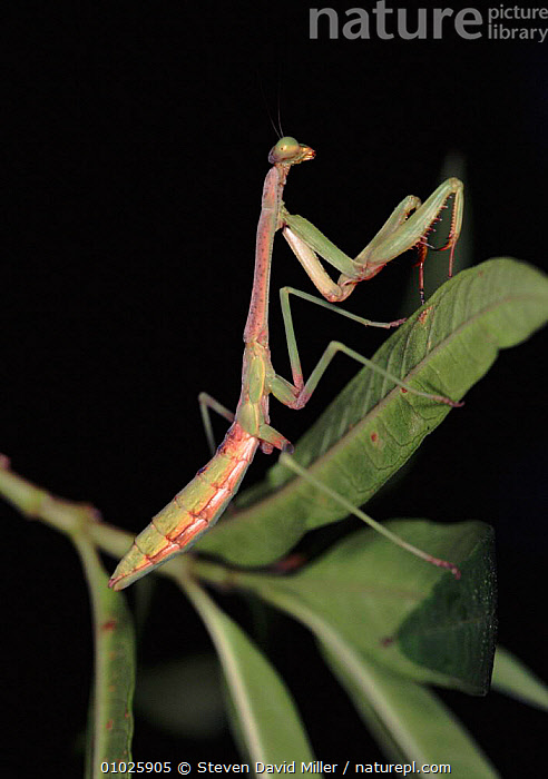 Stock photo of European praying mantis, Florida (Mantis religiosa ...