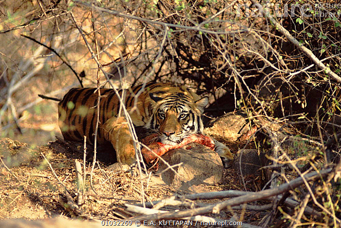 Stock photo of Tiger juvenile male defending kill, Bandhavgarh NP ...