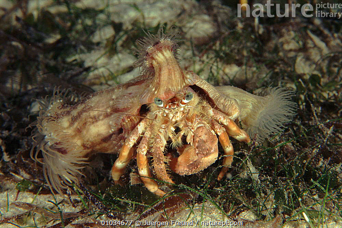 Stock photo of Anemone hermit crab (Dardanus pedunculatus) and anemone ...
