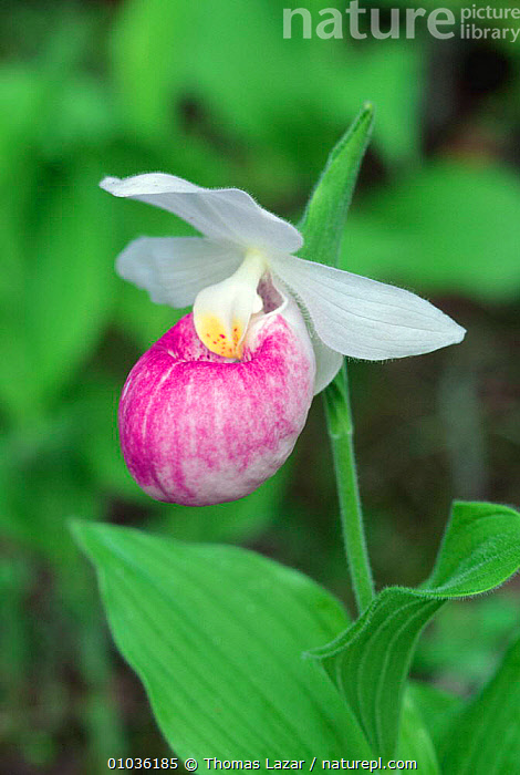 Showy hot sale lady slipper