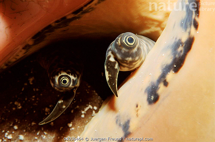 Stock photo of Queen conch eyes peer out of shell, Caribbean. Available ...