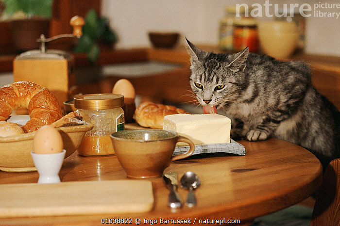 Cat stealing bread sale