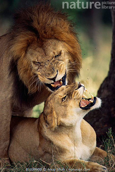 Stock photo of Lions mating (Panthera leo) Masai Mara, Kenya. Available ...