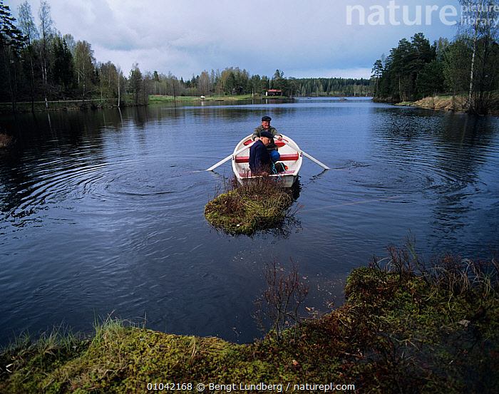 Stock photo of Conservationists rowing out to build a nesting raft for ...