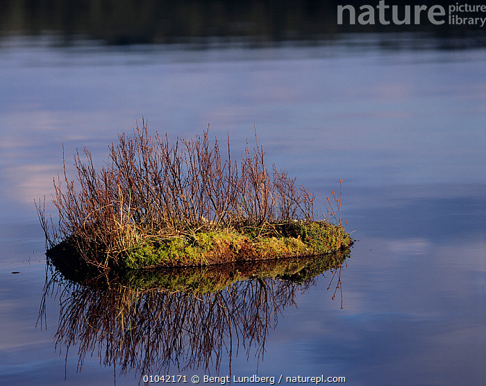 Stock photo of Artificial nesting raft for Black-throated diver (Gavia ...