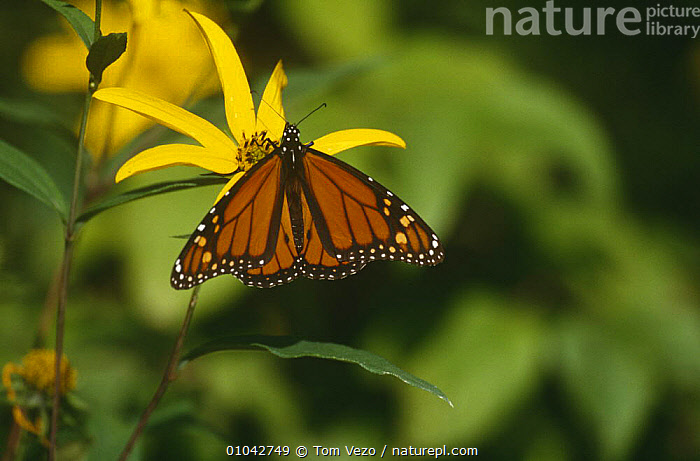 Stock photo of Monarch butterfly {Danaus plexippus} on yellow flower ...
