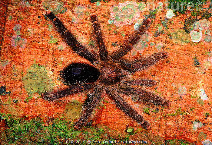Tarantula Infested Tree Stock photo of Tarantula (Theraphosidae) on buttress root of fig tree ...