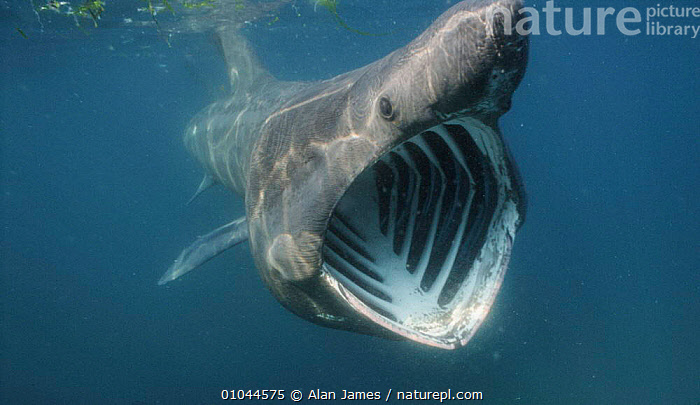 stock-photo-of-basking-shark-jaws-open-cetorhinus-maximus-off