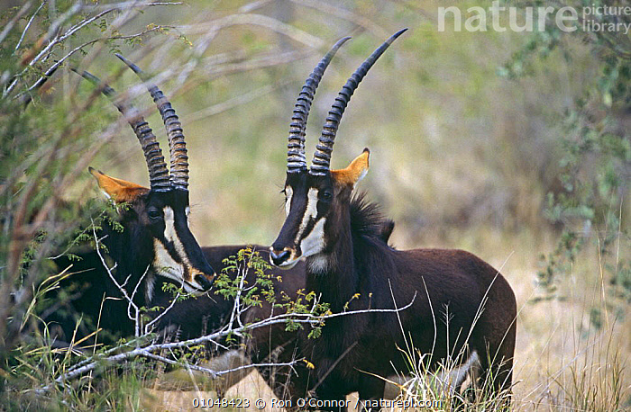 Sable Antelope - South Africa, Kruger National Park - Hippotragus Niger