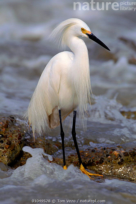 Stock photo of Snowy egret. Portrait. {Egretta thula} Texas, USA ...