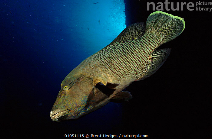 Wese Fish Stock photo of Humphead wrasse fish, Red Sea. Available for sale on www ...