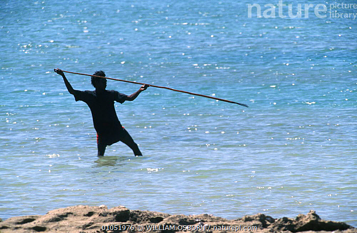 Stock photo of Aboriginal man spear fishing Cobourg Marine Park