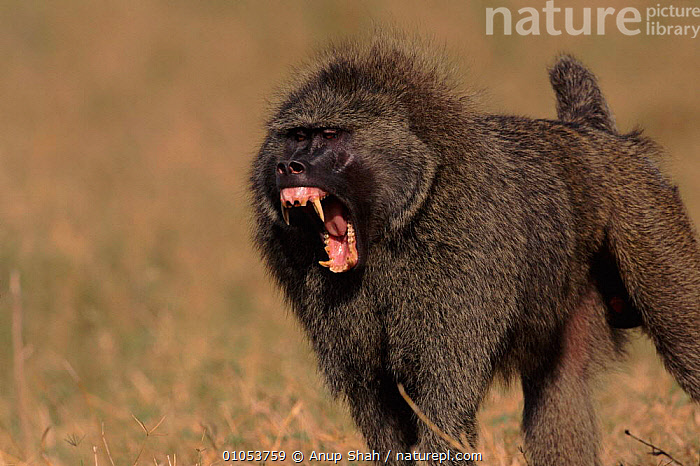 olive baboon teeth