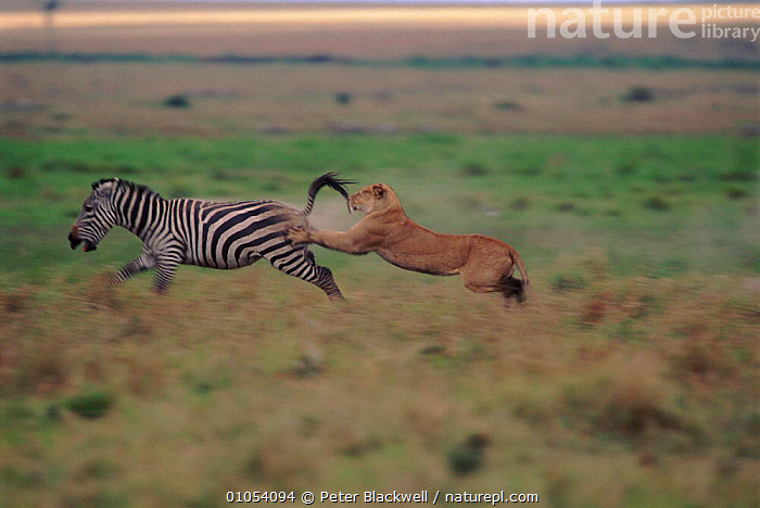 lioness hunting zebra