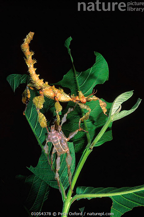 Spectre Stick Insect Stock photo of Macleay's spectre or Giant Prickly Stick Insect ...