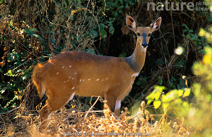 Stock photo of Bushbuck {Tragelaphus scriptus} female in undergrowth ...