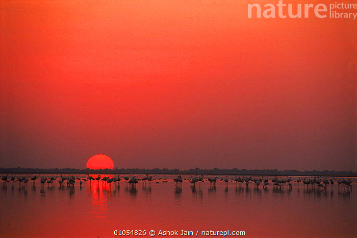 Nalsarovar – Nalsarovar Bird Sanctuary's Official Site