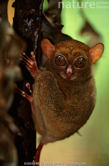 Tarsier for hot sale sale