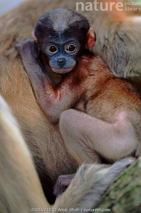 Stock photo of Proboscis monkey baby. Species native to Borneo. Available  for sale on