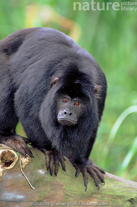 Stock photo of Black howler monkey male portrait. Available for