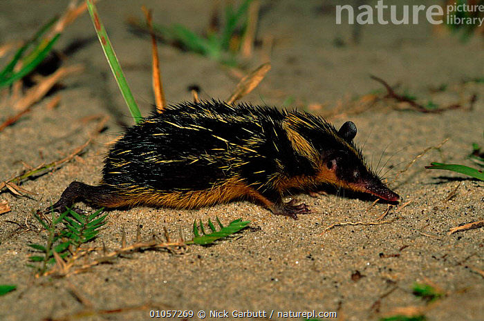 Stock photo of Lowland streaked tenrec (Hemicentetes semispinosum