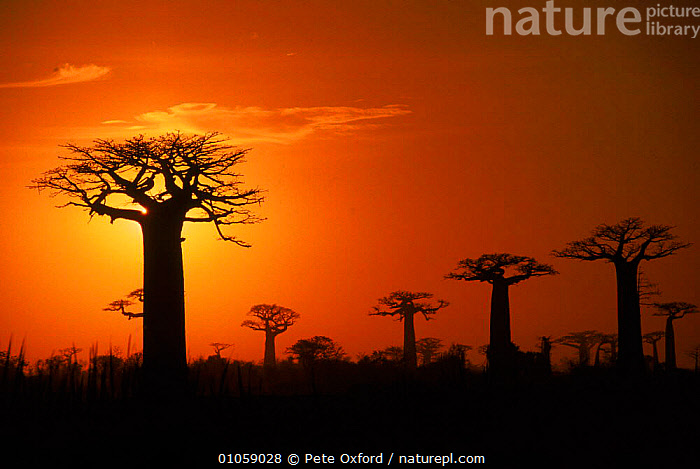 Stock Photo Of Boabab Trees (Adansonia Grandidieri) Silhouetted At ...